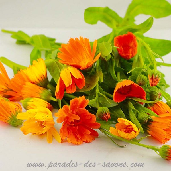 Fleurs de souci Fleurs de calendula Paradis des Savons